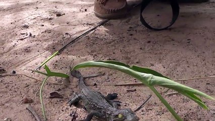 Un petit crocodile adorable couine comme un jouet pour chien