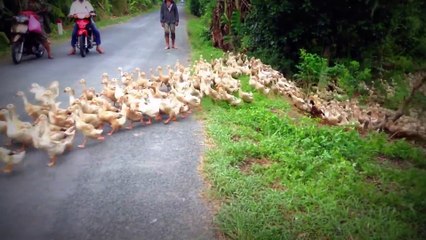 Quand des centaines de canards bloquent la circulation d'une route