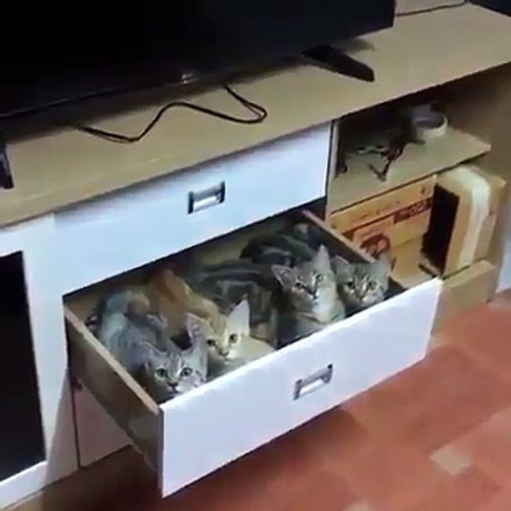 SUPER CATS