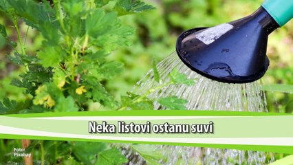 10 zlatnih pravila za zalivanje biljaka tokom letnjih meseci