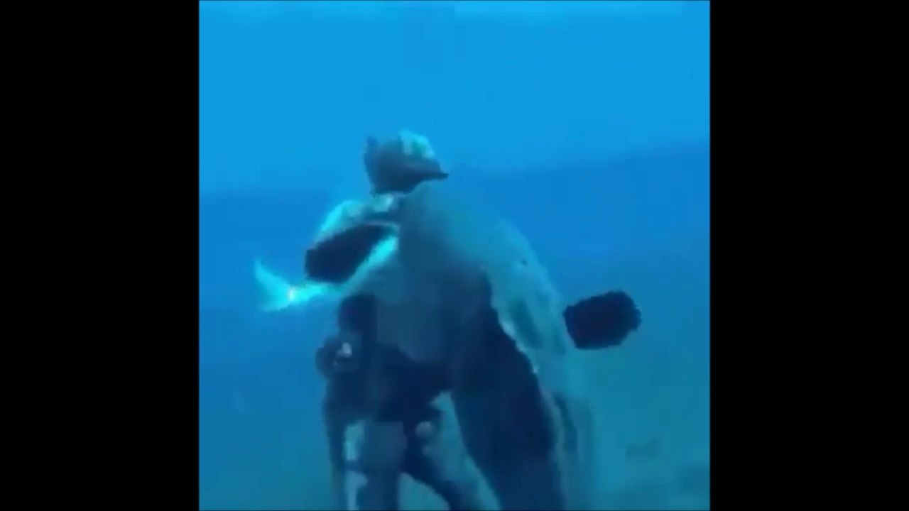 Ce plongeur a faillit se faire arracher la main par un mérou géant grouper goliath