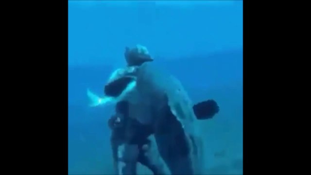 Ce plongeur a faillit se faire arracher la main par un mérou géant grouper goliath