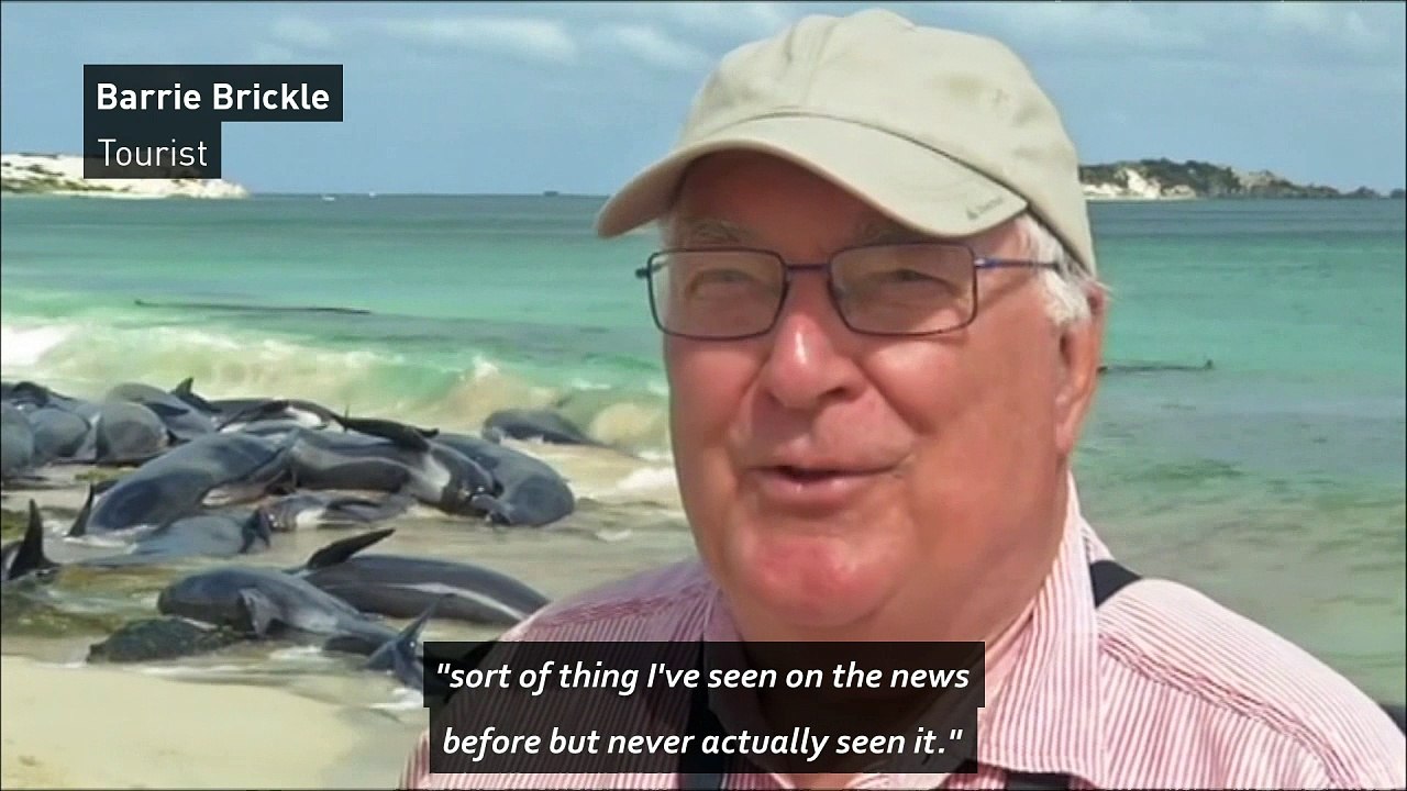 Over 150 whales die after mass stranding