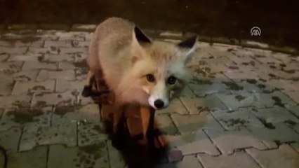 Dağda Konaklayan İki Arkadaş Kulübelerine Gelen Tilkiyi Elleriyle Besledi