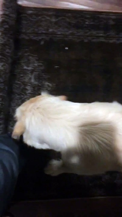 Elle se fait voler son portable... Devinez qui a fait le coup!