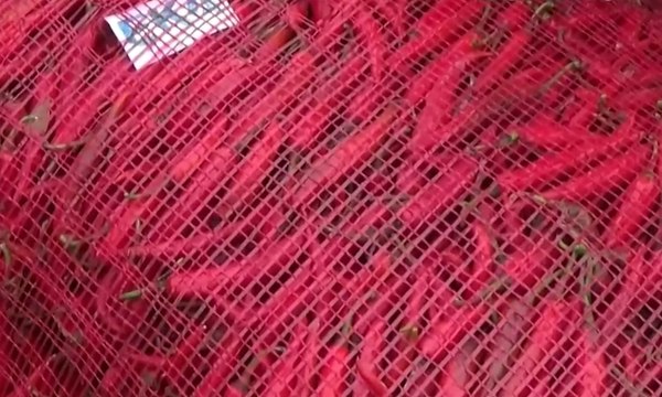 Petani Gagal Panen, Harga Cabai Merah Naik