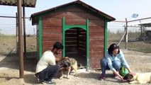 Sokak hayvanlarına Rus gelin şefkati