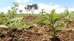 Planting seeds in Brazil to solve water scarcity problem