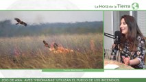 Aves pirómanas - El Zoo de Ana (aves que usan el fuego)