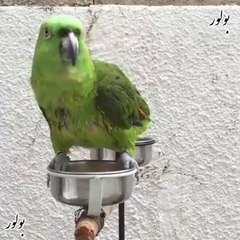parrot speaking in sura Falak