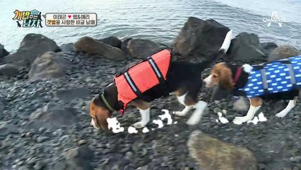 바다 낚시보다 갯벌을 사랑한 비글 남매 #날라다니는_쌤&애리