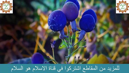 تعرف على فوائد عشبة النساء الزرقاء