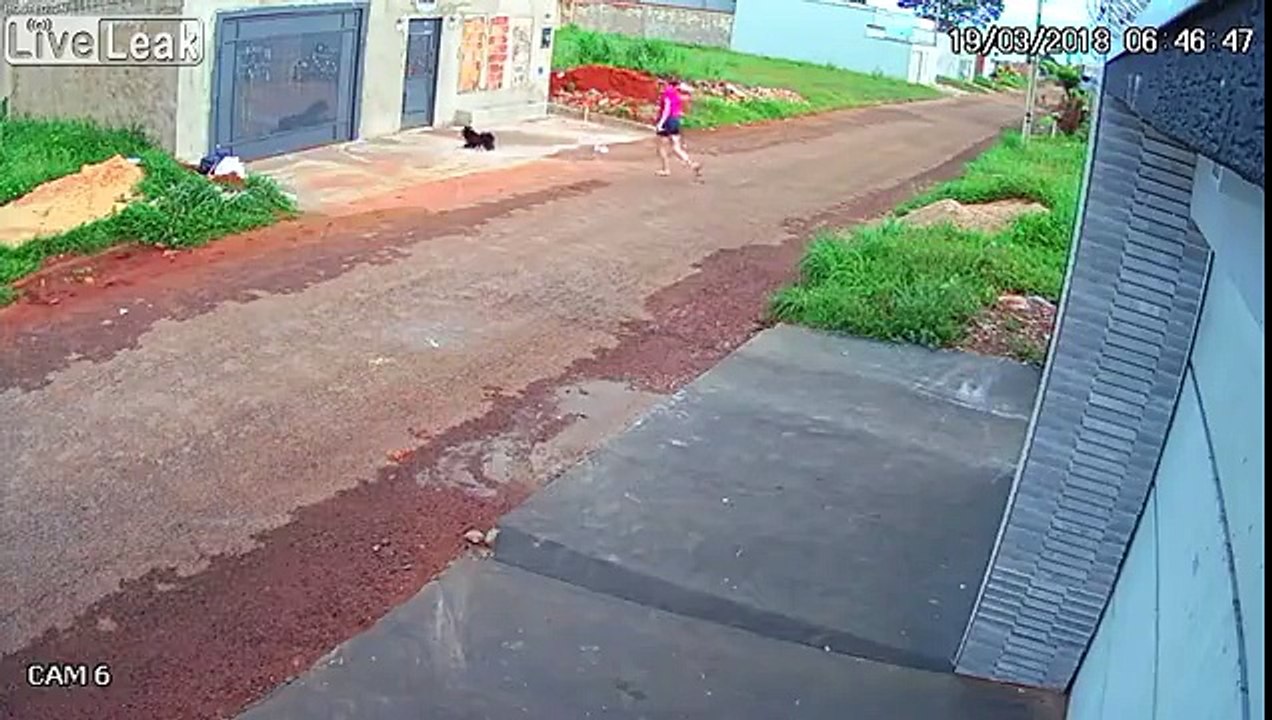 Rottweiler attacca un piccolo cane