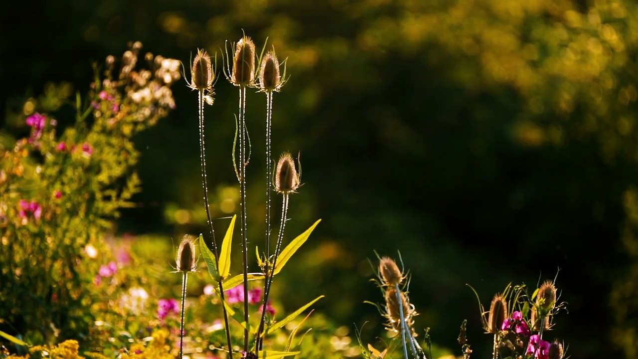 sommer in der garten