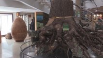 El emblemático cedro del Atlas marroquí ya tiene museo