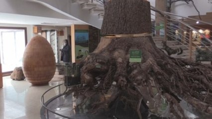 El emblemático cedro del Atlas marroquí ya tiene museo