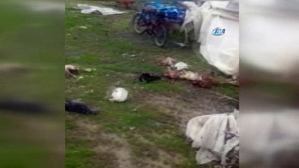 Sokak köpekleri, kümes hayvanlarını telef etti