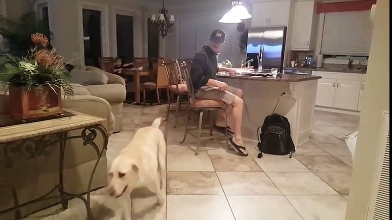 Ce chien va chercher les bières au frigo !!!