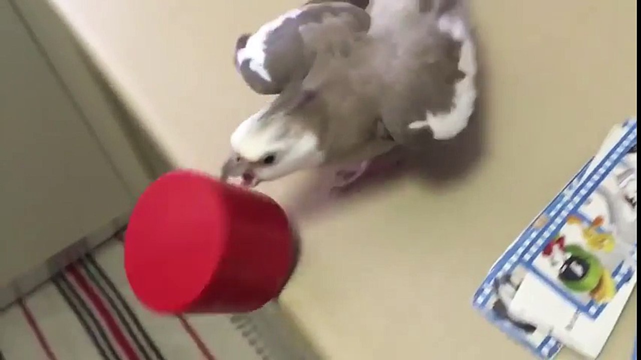 Infernal, ce perroquet pousse tout par terre, même le verre !