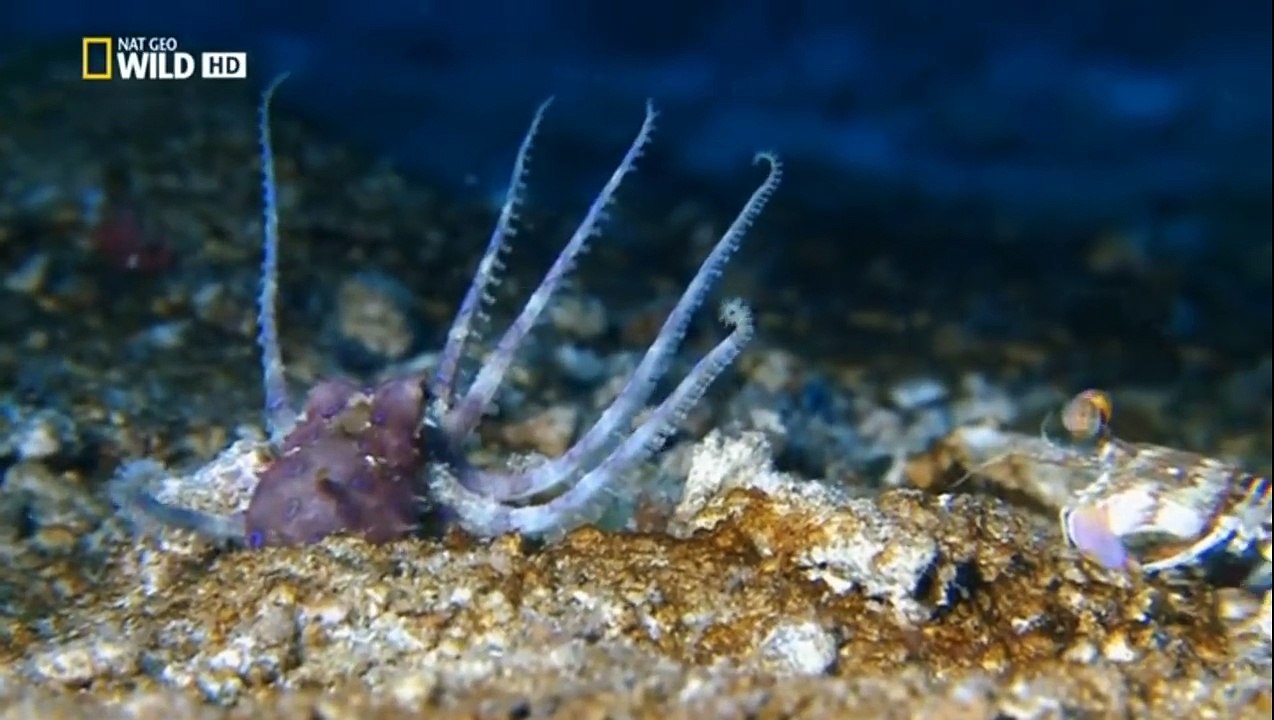 LA ZONA MAS EXTRAÑA DEL OCÉANO. DOCUMENTAL