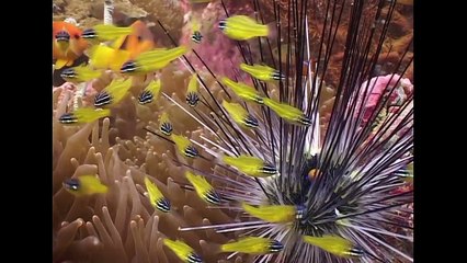 Symbiosis & Anemonefish - Reef Life of the Andaman - Part 18