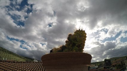 - CACTUS TIMELAPSE -