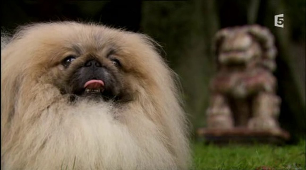 Chiens sur mesure