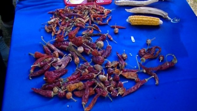 Yerel tohumları takas etmek için buluştular