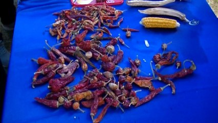 Yerel tohumları takas etmek için buluştular