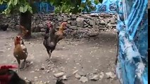مرغ کا ایسا بانگ اپ نے پہلے کبھی نہیں دکھا ہوگا