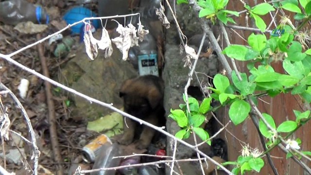 Apartman boşluğuna düşen yavru köpeği itfaiye ekipleri kurtardı