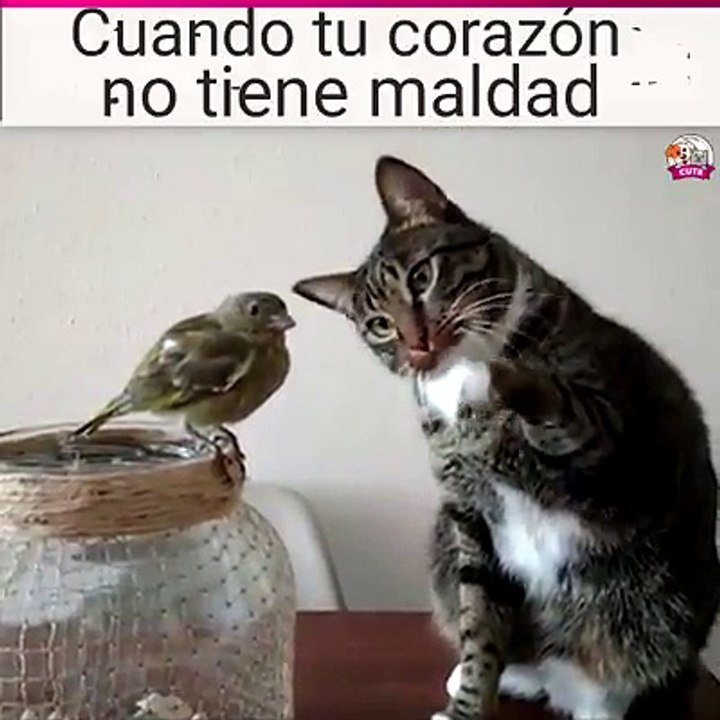 CUANDO TU CORAZON NO TIENE MALDAD