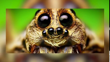 SQUEEZIE-SUPPORTEREZ-VOUS CES IMAGES