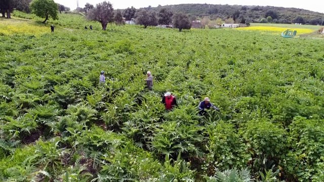 Karaciğer dostu enginar bahçelerinde hasat zamanı...Hasat havadan görüntülendi