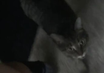 Hungry Kitty Sings 'Yeah' Between Meows