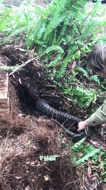 Regardez la taille du python qu'il va capturer : ENORME