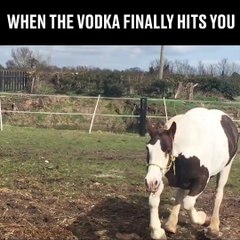 Quand ton cheval se prend la gamelle de sa vie