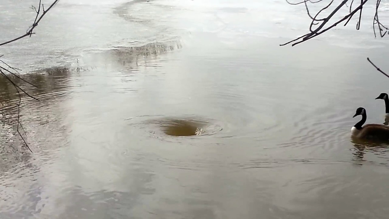 Ces 2 oies curieuses s'approchent d'un tourbillon