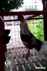 Quand ce coq chante on dirait qu'il a un fou-rire