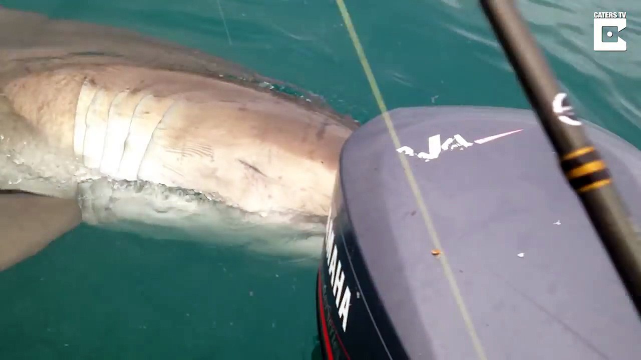 Un grand requin blanc tourne autour d'un bateau et met des coups de dents dans la coque