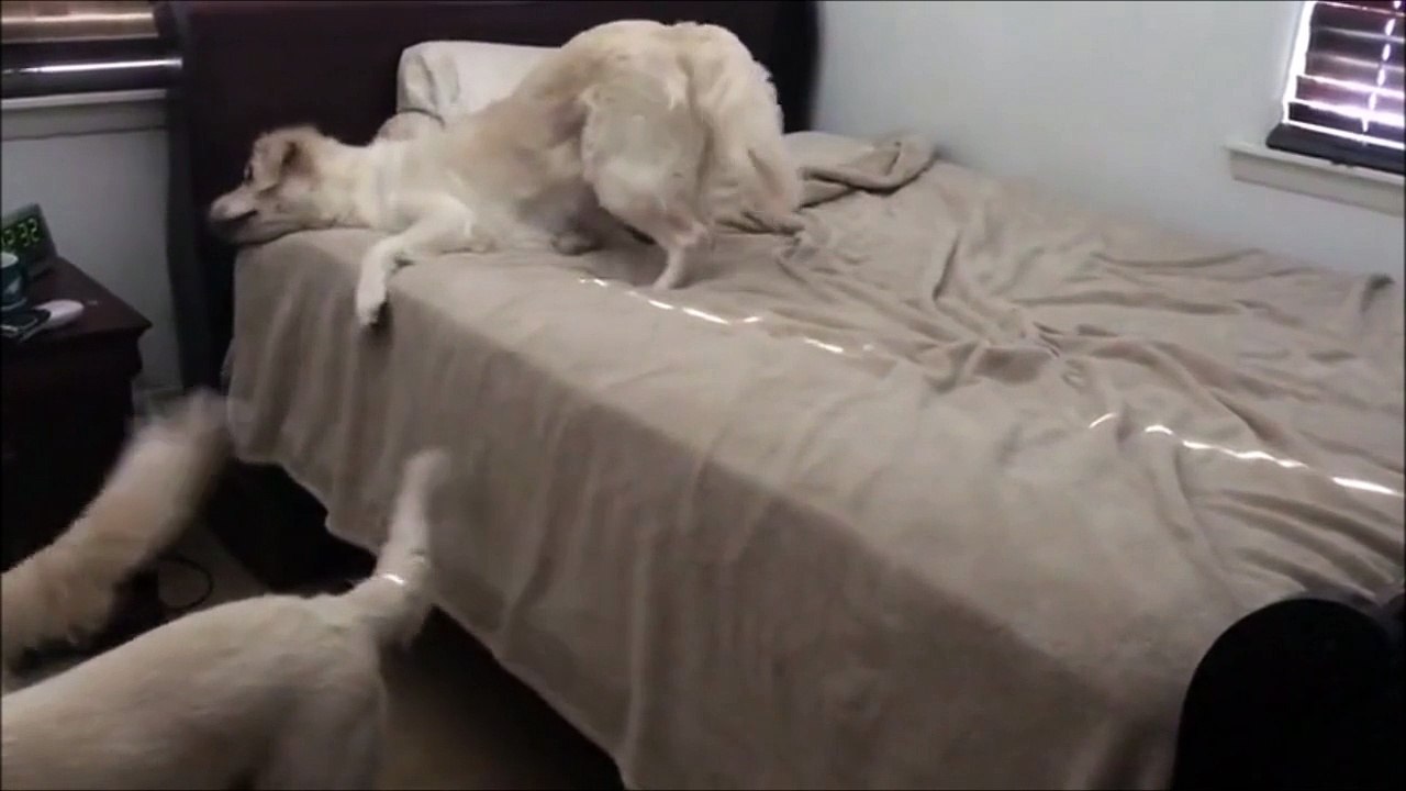 Ce chien est pris en FLAG par sa maitresse... Et il ne se rend compte de rien