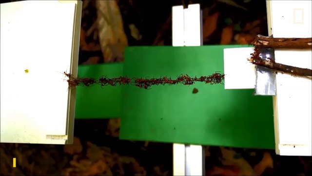 Regardez comment les fourmis forment des ponts aériens pour franchir de grandes distances