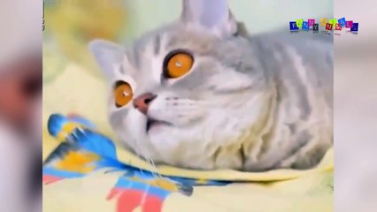 Просто приколы с котанами. Нарезка #3.