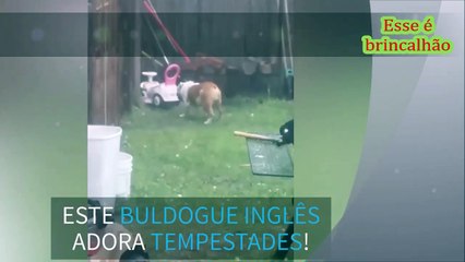Um brinca, outro quer comer, outro imita os políticos no Brasil!