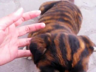 The dog has a tiger's coat