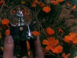 The Tin Woodman's Home movie #2: California Poppy Reserve, Antelope Valley