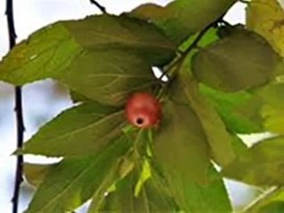 Terbukti Ampuh Daun Kerseng Mengatasi S t r o k e Dan Diabetes