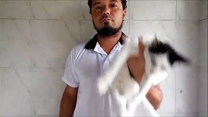 Assassino Matou o gato