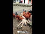 Günlük Bakımını Tavuklara Yaptıran Köpek