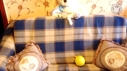 Play Time! - Pets and Their Favorite Toys